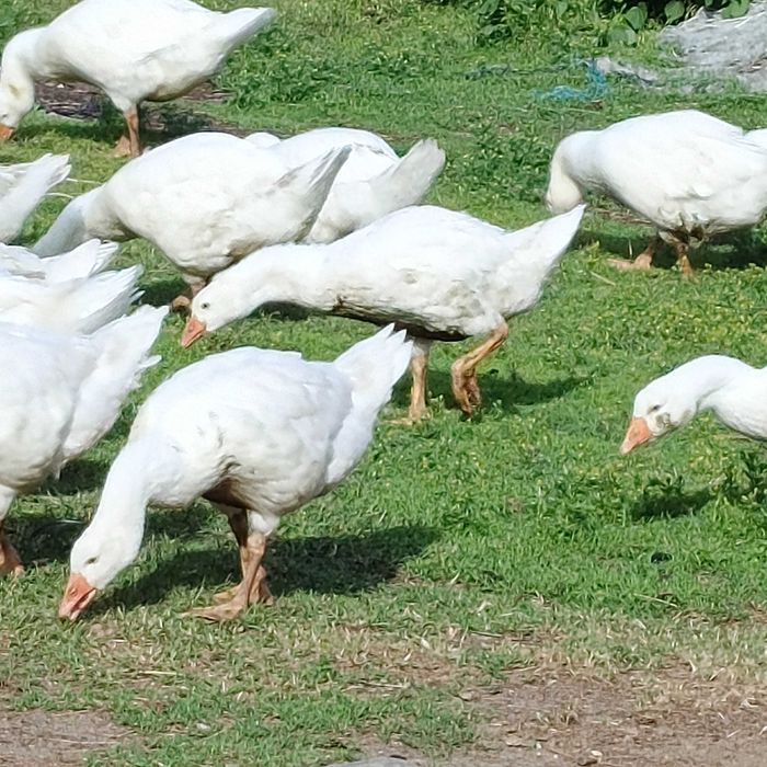 Gęś kołudzka, biała, ekologiczne