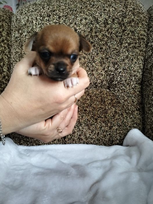 Готуються до продажу