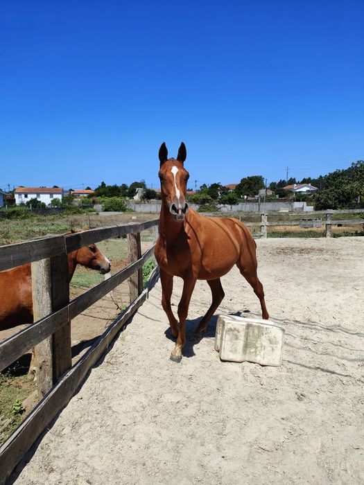 Poldra anglo-arabe 14 meses