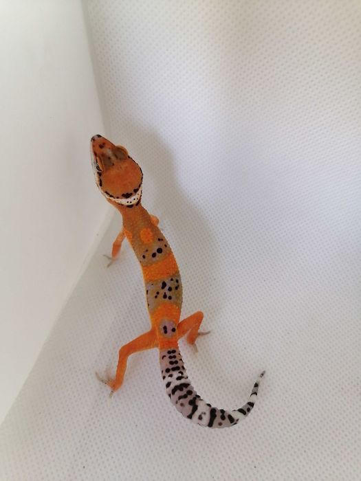 Gekon Lamparci z 2026 r. Tangerine nr ref. EM0002