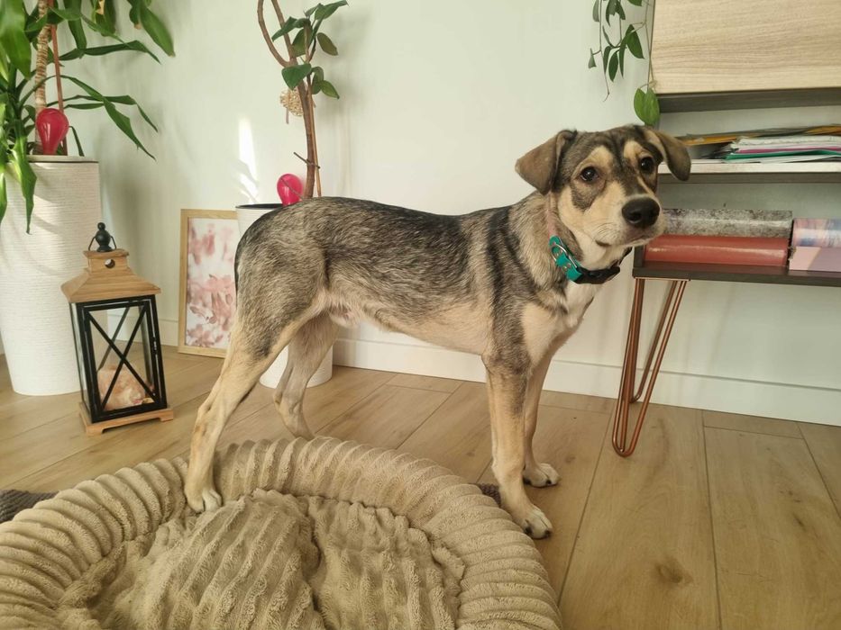 Półroczny Silver poleca się do adopcji