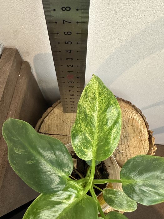 Філодендрон  Philodendron Giganteum