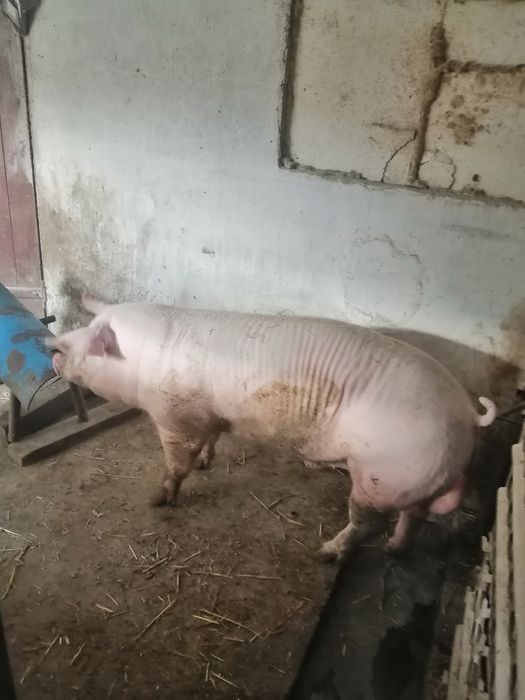 Осіменіння свиней