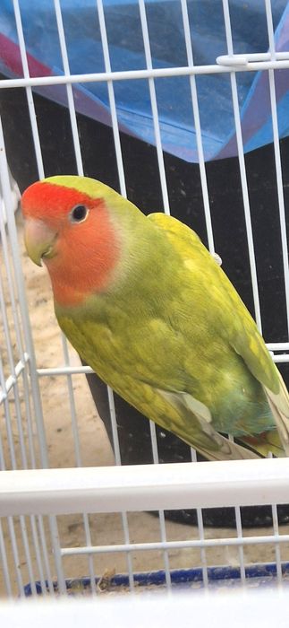 Casal Roseicollis reprodutor