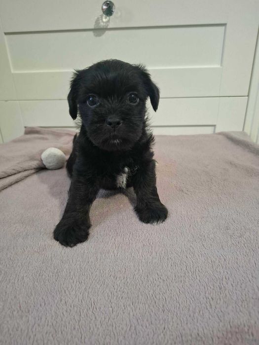 Szczeniaki Shihtzu szukają domu !