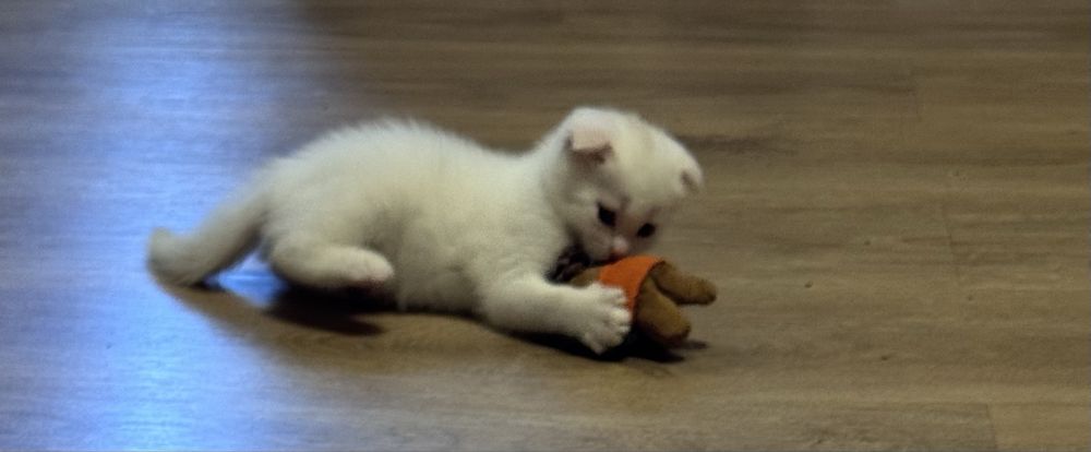 Шотланські кошенята