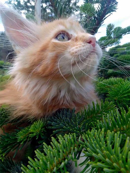 Кошенята мейн-куна,  дівчинки, Ужгород