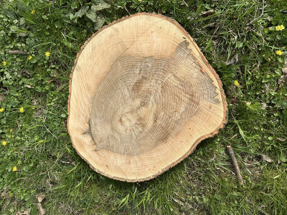 Plaster drewna  jesion