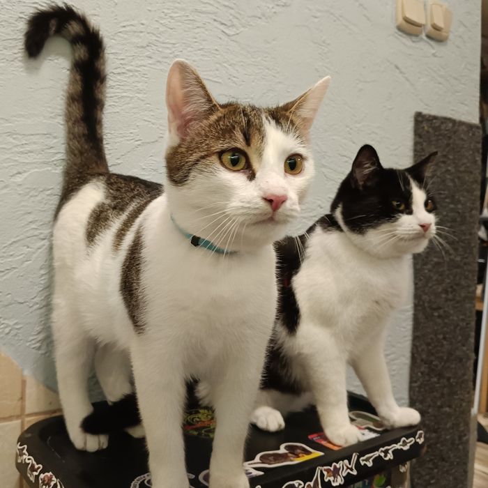 Kocurki do adopcji