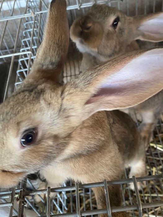 Coelhos grandes a venda