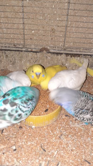 Papugi faliste różne kolory