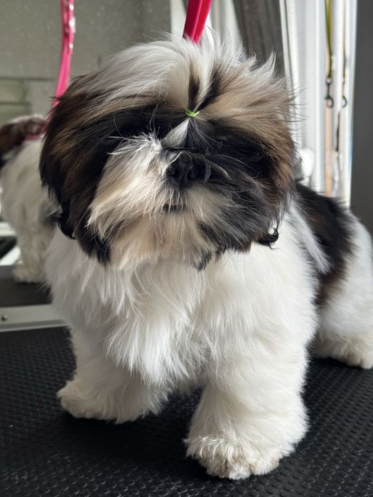 Piesek Shih Tzu ZKwP FCI