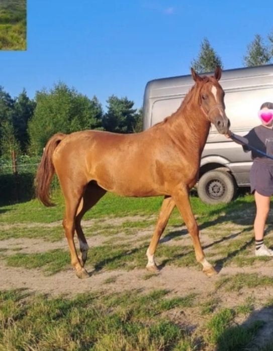 Klacz czystej krwi arabskiej