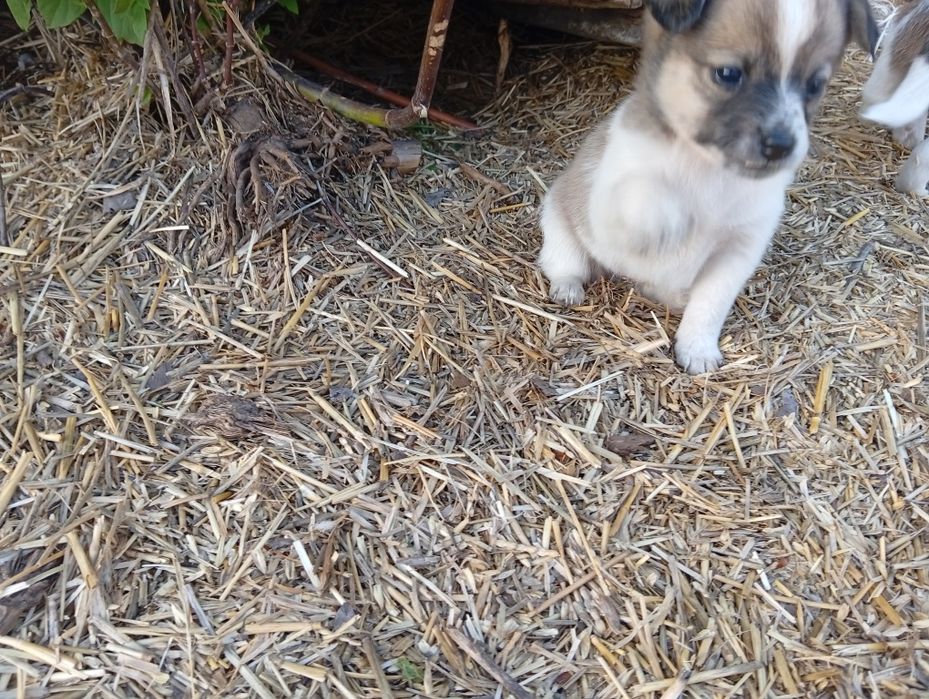 Песик і дві собачки