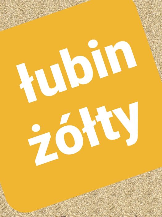 Łubin.wyka ozima seradela.facelia.gryka gorczyca rzodkiew  nostrzyk