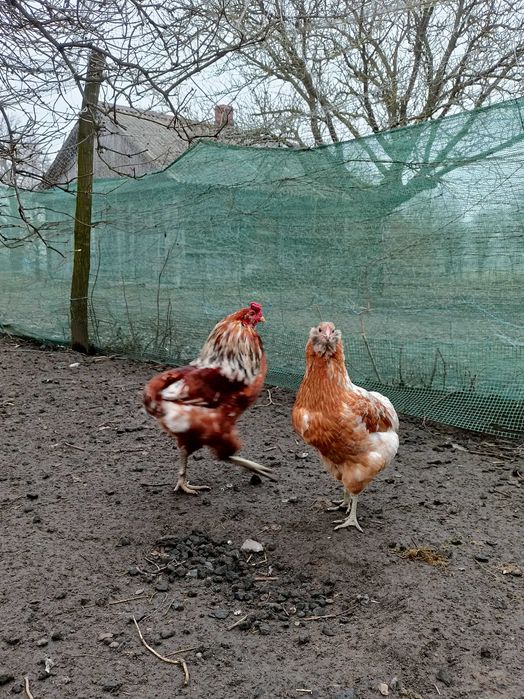 Jaja lęgowe araukana