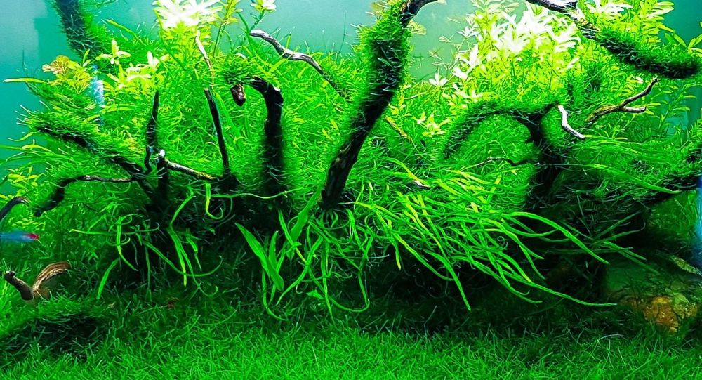 Mech  Java moss do akwarium