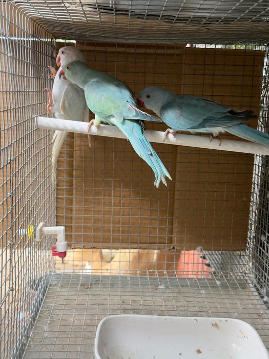 Ring necks sexsados