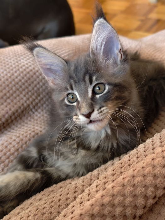 Niebieska pręgowana kotka Maine Coon gotowa do odbioru