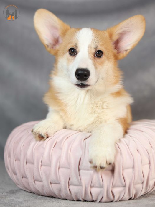 Welsh Corgi Pembroke FCI po Championie, badania na choroby