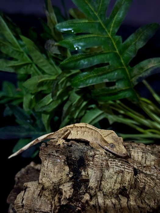 Gekon Orzęsiony po samcu Lilly White