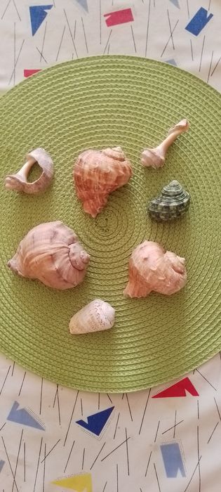 Крупные и поменьше ракушки морские