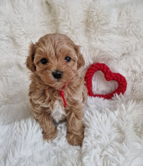 Maltipoo F1 maltańczyk, pudel toy suczka czerwona  obroża