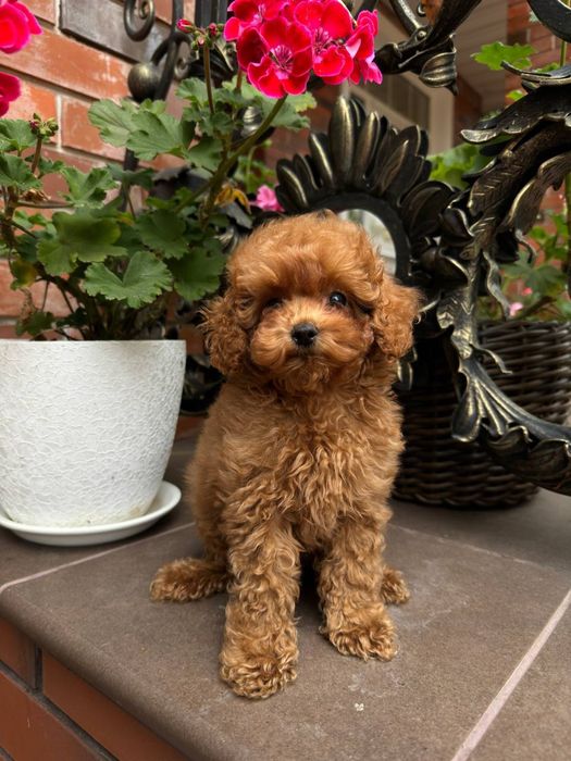 Мальтиау мені F1 -F2