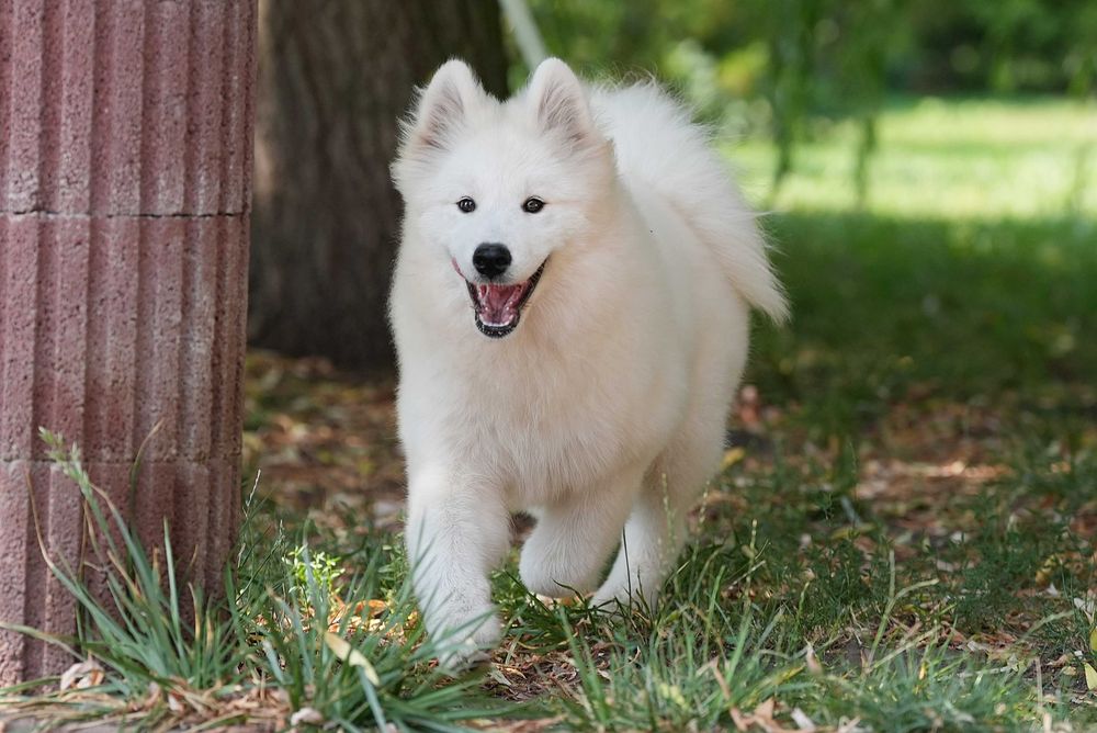 Suczka samoyed FCI