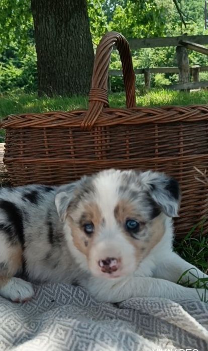 Цуценята Бордер колі