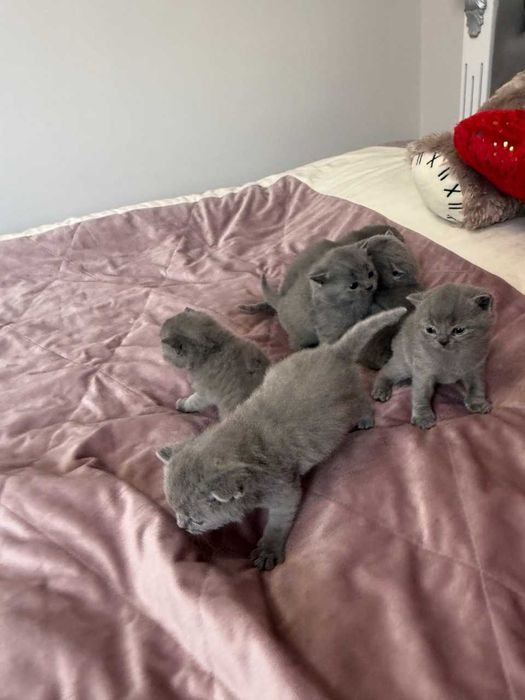 Шотландські чистокровні прямовухі котики.