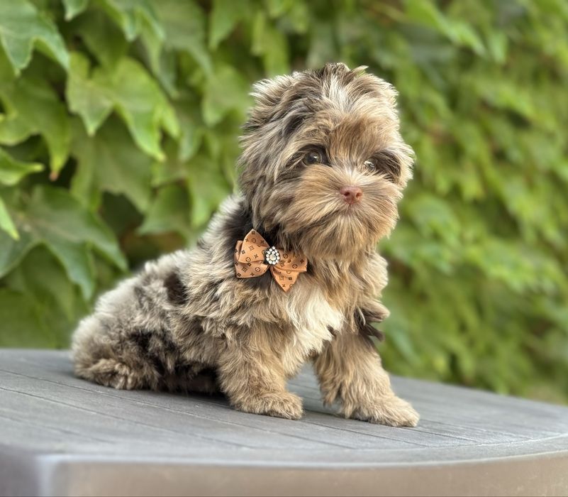 Йорк шокомерле хлопчик