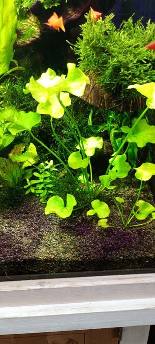 Nymphoides Taiwan