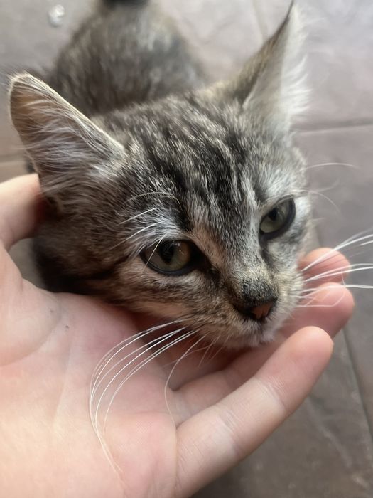 Кошеня безкоштовно