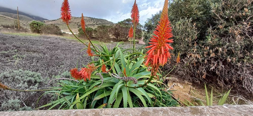 Moradia independente  ( 802 m2 )    Er 233  Casinhas  Porto Santo