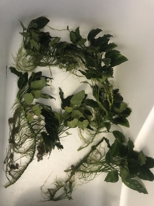 Рослини акваруімні анубіс великі гілки