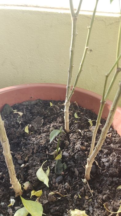 Plantas mangas e piripiri barato