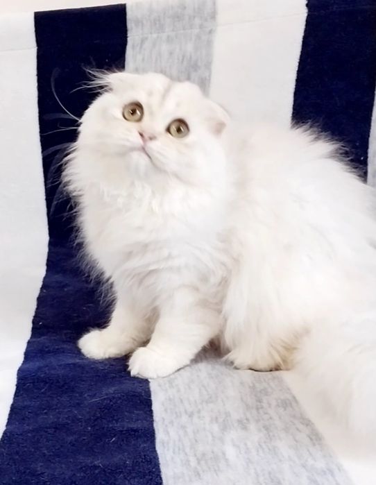 Чарівна висловуха кицюня, срібна шиншила