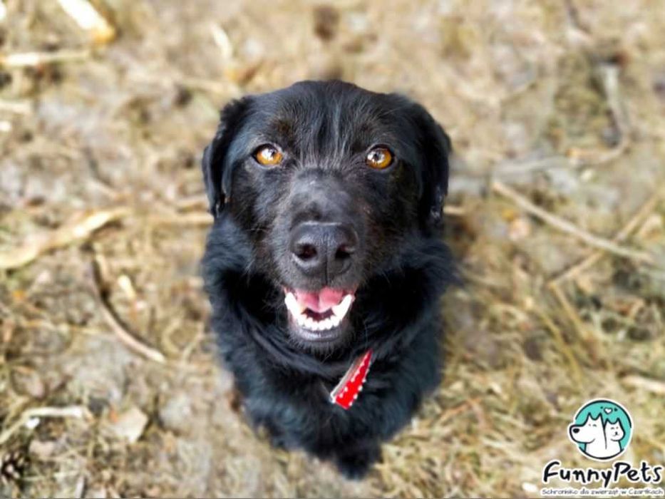 Funfel-mały, pełen życia psiak o ogromnym sercu poleca się do adopcji!