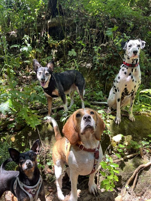 ZOA- Pet setting e Estadias Familiares