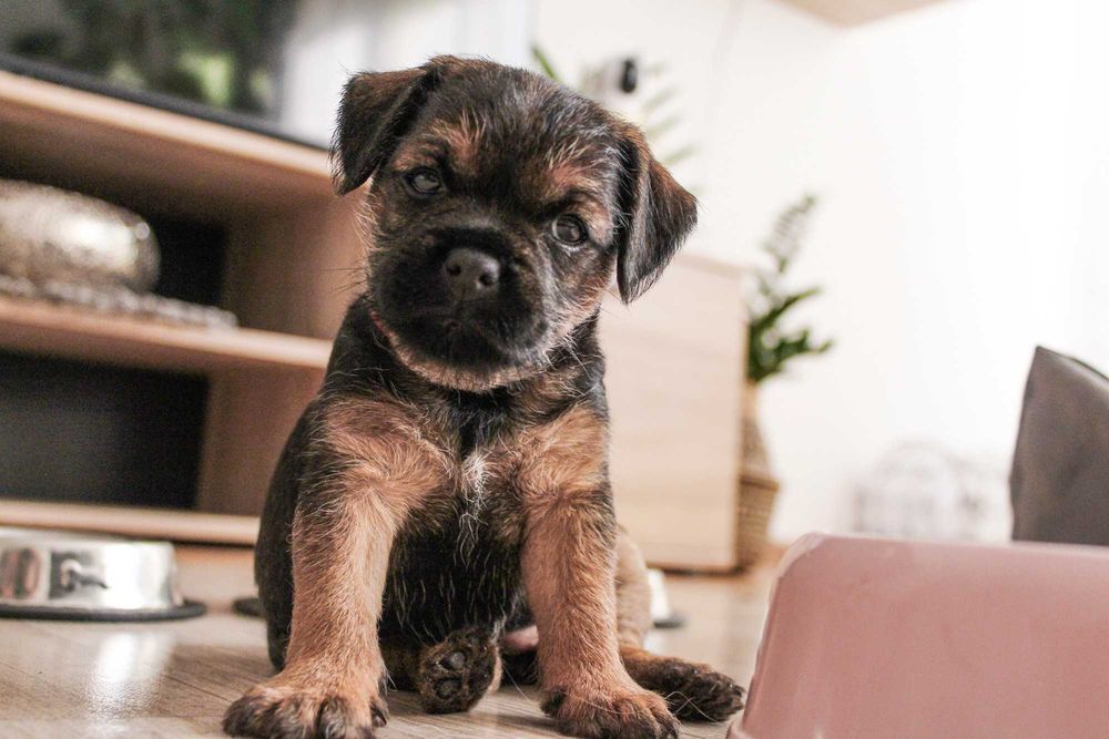 Border Terrier FCI, ZKwP - REZERWACJA - hodowla z miłością!