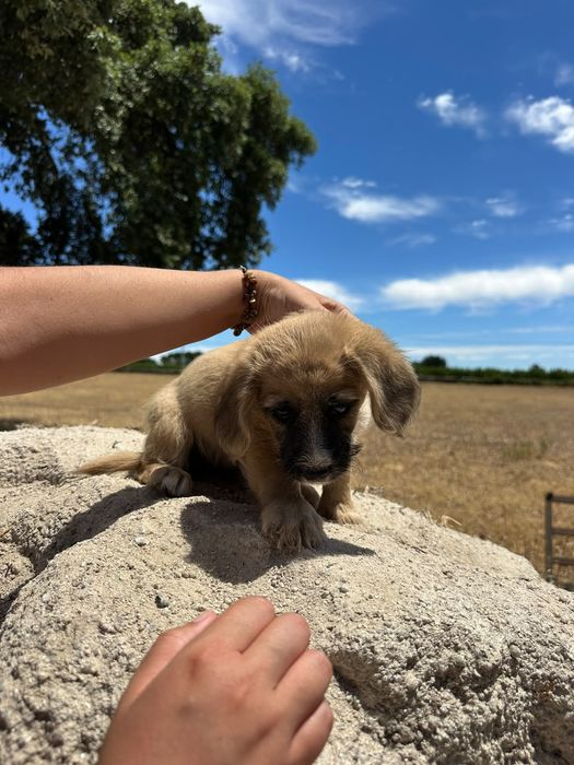 Caezinhos para adoção - 2 meses e meio - mãe cruzada caniche