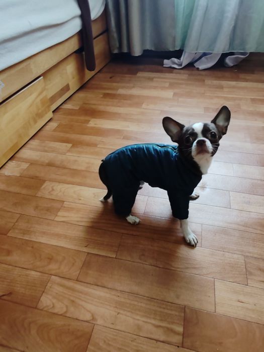 Комбінезон на синтепоні для маленького цуценя малих порід