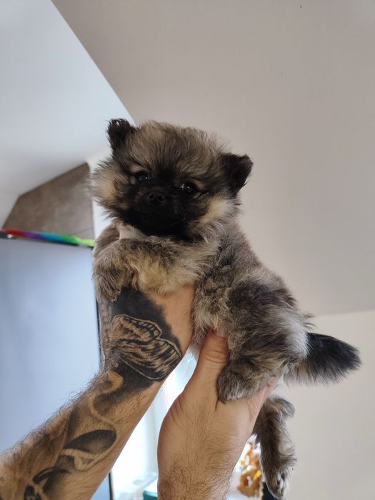 Класні, милі цуценята