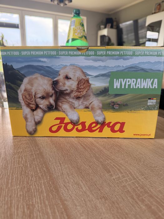 Szczenię samoyed samczyk
