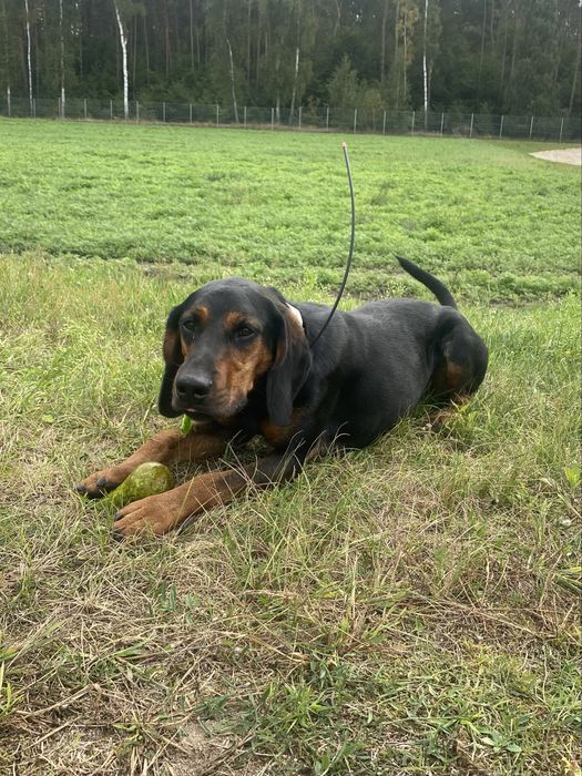 Młody Polujący Pies  Gończy Polski