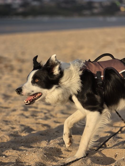 Border Collie para Acasalamento – Leiria
