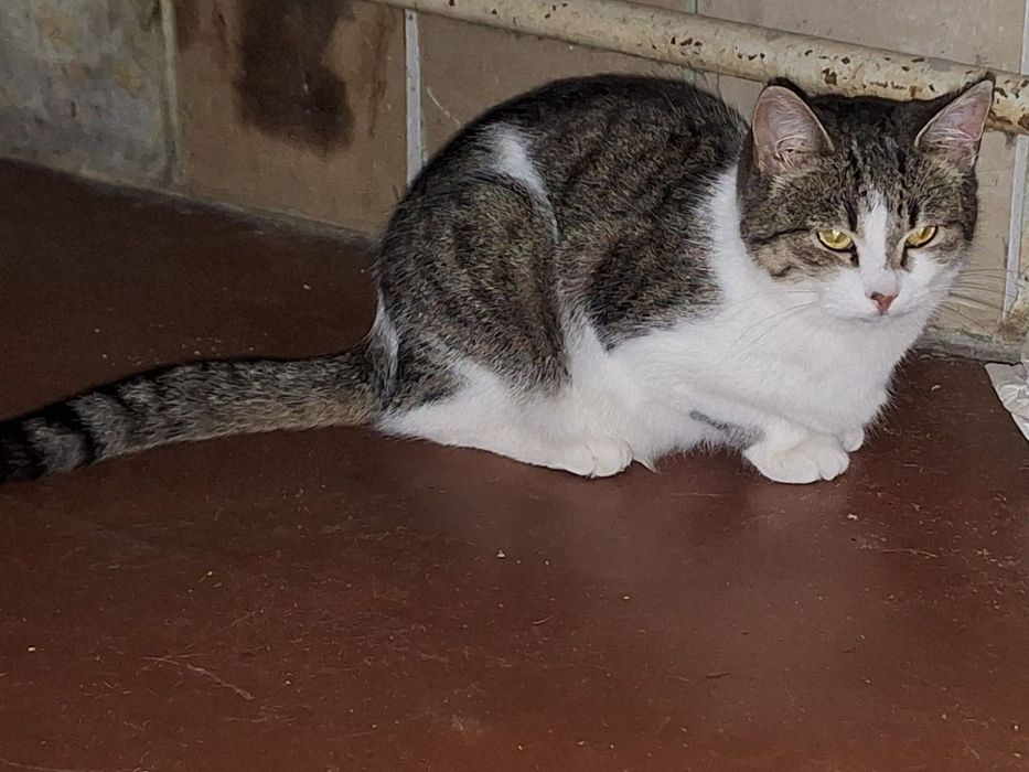 Ласковый котенок бесплатно. Котята даром. Кошка. Кошечка.