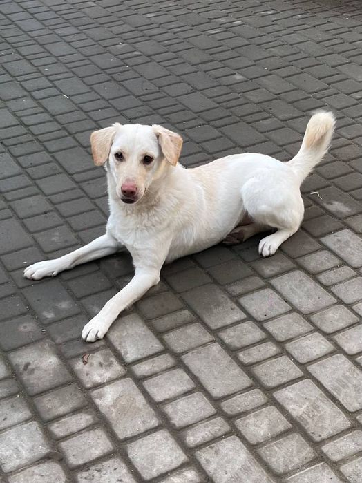 Отдам даром в добрые руки собаку метис лабрадора