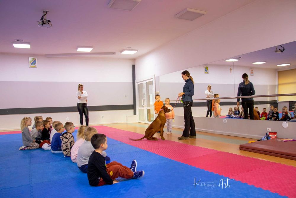 Rhodesian Ridgeback - suczka FCI